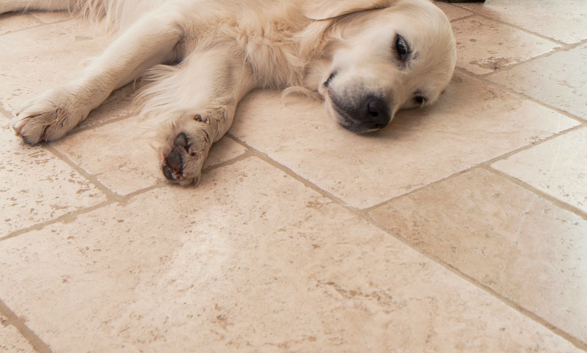 Ein Hund liegt auf einem hellen Travertinboden