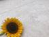 Travertinoptik-Platten Siena mit Sonneblume