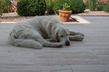 Hund liegt auf Travertin Natura im Schatten
