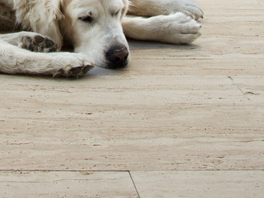 Terrassenplatten Travertin Natura Hund nah Galerie 1