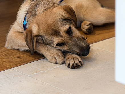 Hund Holz Cleopatra light