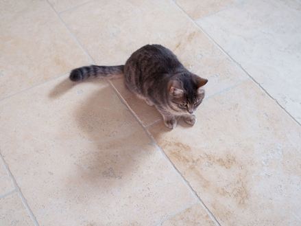 junge Katze auf Travertin Light Fliesen