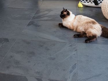 Un chat allongé sur des carrelages d'ardoise Mustang
