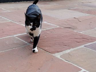 Natursteinplatte Sandstein Modak naturgespalten Unterseite gesaegt08