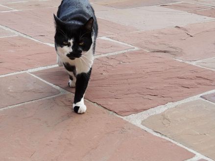 sandsteinplatte modak mit katze