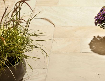 Eine Pflanze auf Sandstein-Platten Yellow Mint in der Sonne