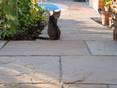 Katze sitzt auf Sandsteinplatten Yellow Mint