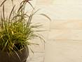 Sandstein-Platten Yellow Mint mit einer Pflanze